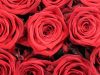 5 פרחים אדומים שכדאי לשלב בזר הפרחים שלך